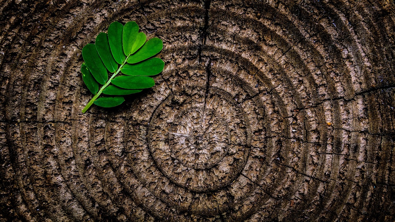 abstract, leaf, tree stump, green, brown, foliage, nature, pattern, annual rings, rough, stump, texture, tree, trunk, wood, wooden, abstract, abstract, abstract, abstract, tree stump, wood, wood, wood, wood, wood