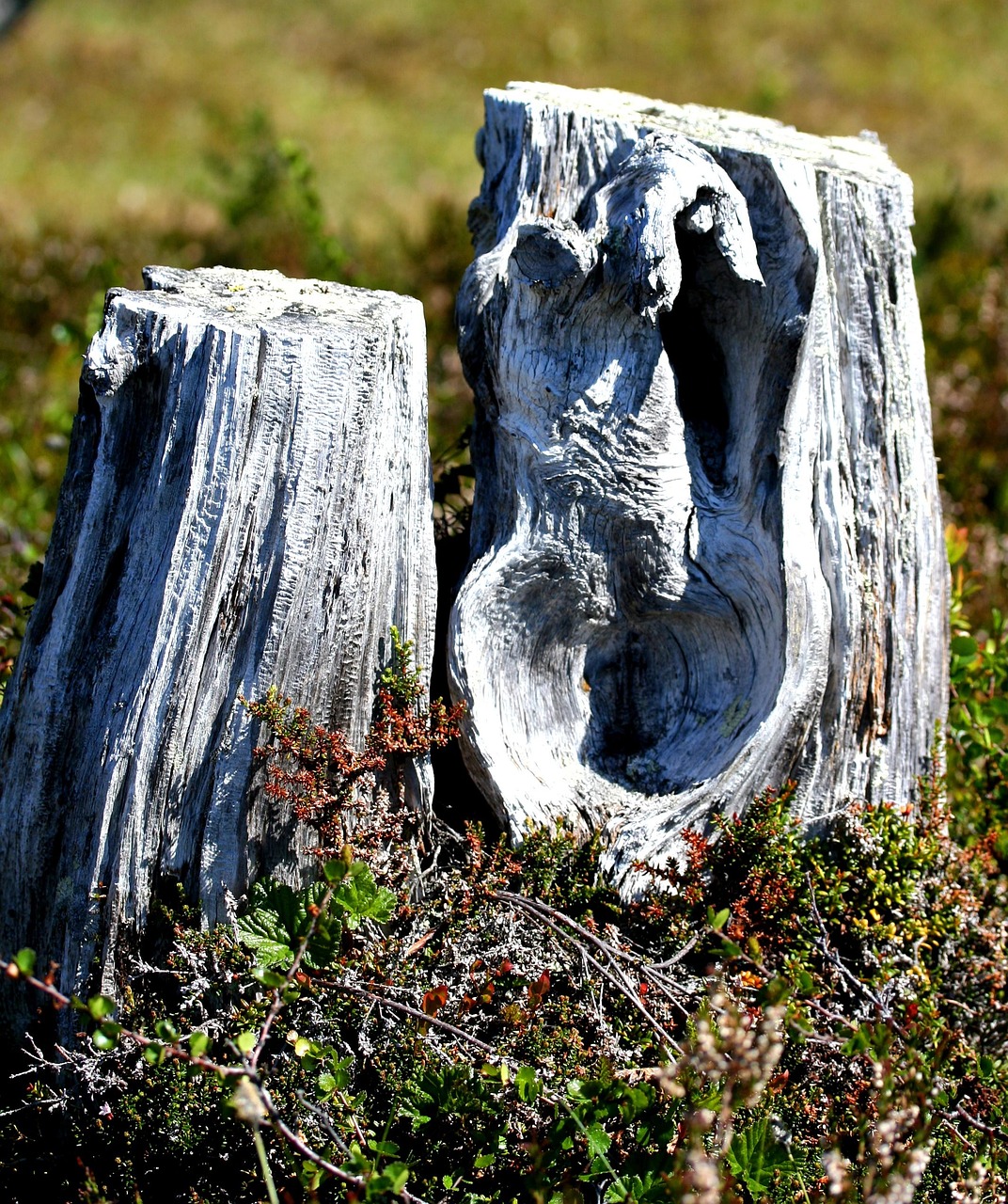 stump, gray, mire