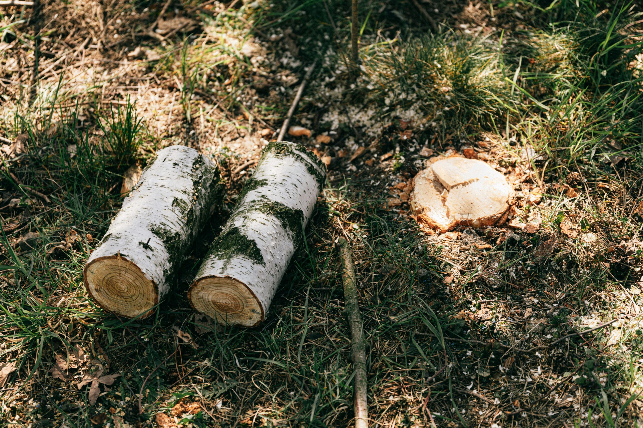 Two birch logs and a stump in a sunny forest clearing, capturing a peaceful, rural scene.